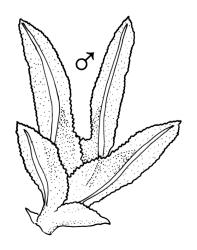 Fissidens  tenellus var. australiensis, ♂ plant. Drawn from J.E. Beever 07-86, AK 244293.
 Image: R.C. Wagstaff © Landcare Research 2014 
